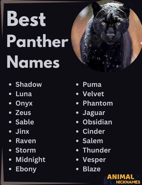 Badass Panther Names Fierce Mystical Unique Ideas