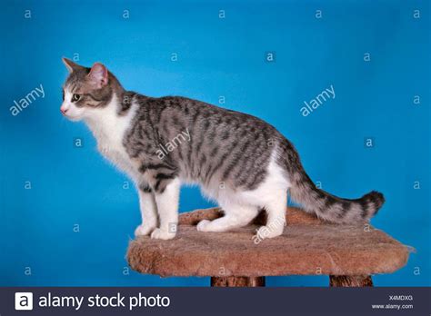 Anatolian Cat High Resolution Stock Photography and Images - Alamy