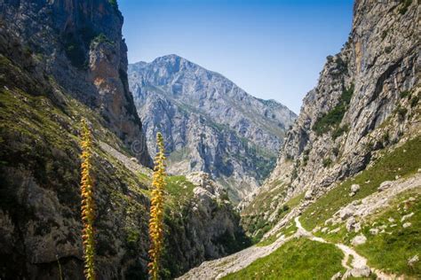 Mountain Landscape Picos De Europa Asturias Spain Stock Photo