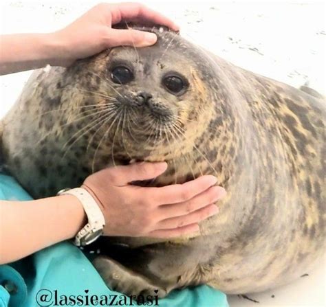 Osaka Aquarium S Famous Chubby Seal Is Now A Pillow You Can Squish