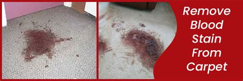 How To Get Rid Of Dried Blood Stains From The Carpet Back 2 New Cleaning