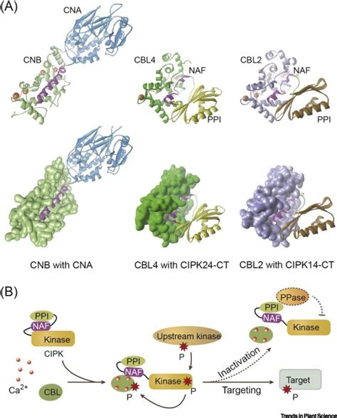 The Cblcipk Calcium Signaling Network Unified Paradigm From Years