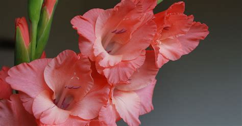 August Birth Flowers Gladiolus And Poppies The Garden Magazine