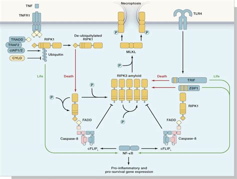 细胞死亡 功能坏死性凋亡Necroptosis