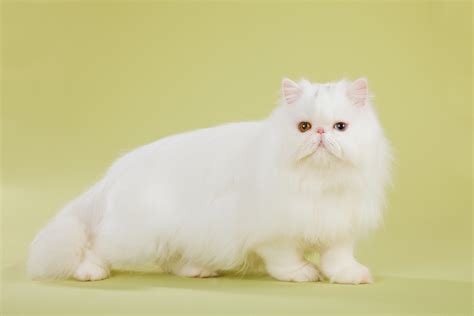 Silver Persian Cat Pictures Info History More Cat Empire