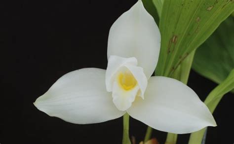 Orquídea 'monja blanca' ya está extinta en su hábitat natural - Chapin TV