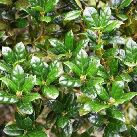 Dwarf Burford Holly | Dwarf Burford Holly Hedge - PlantingTree