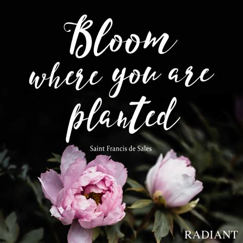 Bloom Where You Are Planted St Francis De Sales Bloom Where You