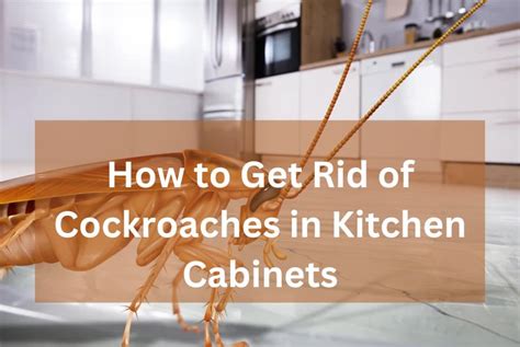 How To Get Rid Of Cockroaches In Kitchen Cabinets