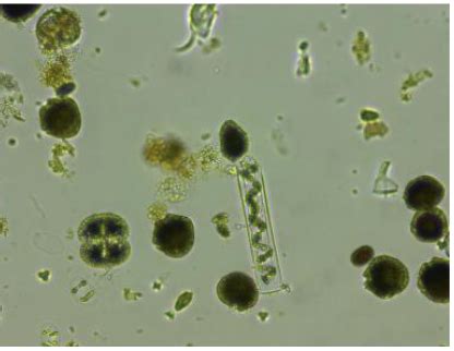 Identifying Protists Flashcards Quizlet