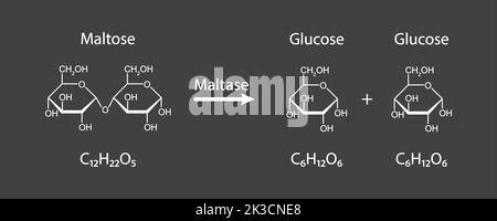 Maltase enzyme Effect On Maltose Sugar Molecule. Maltose Hydrolysis ...