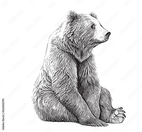 Cute bear animal sitting hand drawn engraving sketch Vector illustration. Stock Vector | Adobe Stock