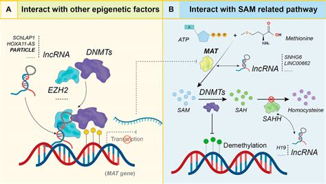 Frontiers Insights Into The Role Of Long Non Coding Rnas In Dna