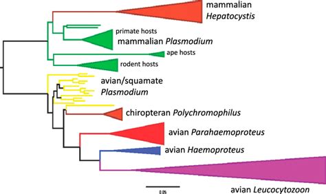 Maximum Likelihood Phylogram Based On Cytochrome B Data Using A Gtr