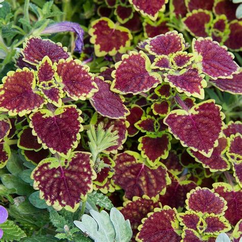 Coleus Wicked Witch