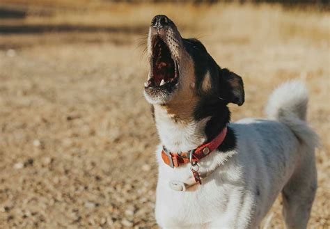 【獣医師監修】犬が吠える理由とは？原因別の対処法や吠え癖をなくすおすすめのしつけなどを解説ワンクォール