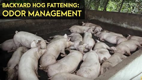 Backyard Hog Fattening Odor Management Agribusiness B Meg Episode