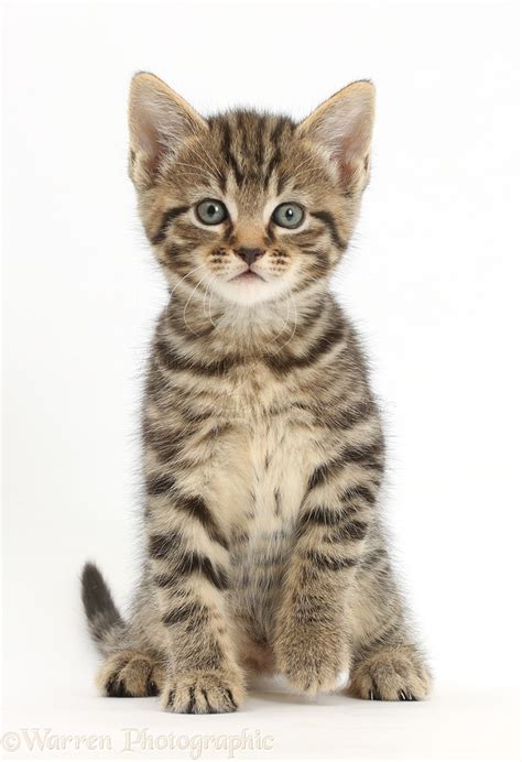 Tabby Kitten Sitting Photo WP43343