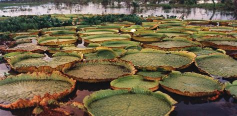 Naturaleza a pleno en los Esteros del Iberá