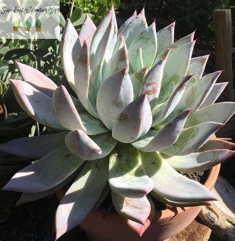 Echeveria Colorata Mexican Giant Care Propagation