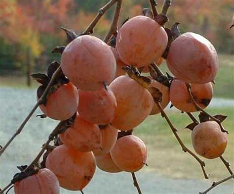 Hebanowiec Wirginijski Hurma Wirginijska Diospyros Virginiana