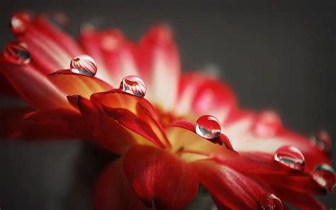 Wallpaper Red Petals Blossom Flower Drop Flora Surface Petal