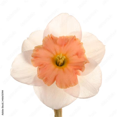 Single Flower Of A Daffodil Cultivar Against A White Background Stock