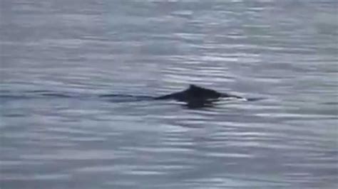 Nessie Footage Final Proof Youtube