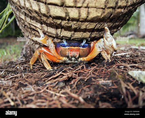 Mangrove Crab Hi Res Stock Photography And Images Alamy