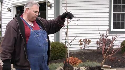 Pruning Japanese Maples Youtube