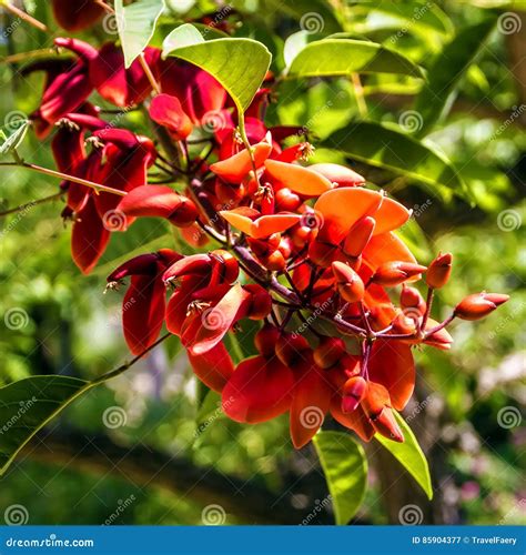 Arboles Con Flores Rojas