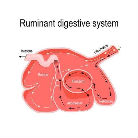 Ruminant Structure