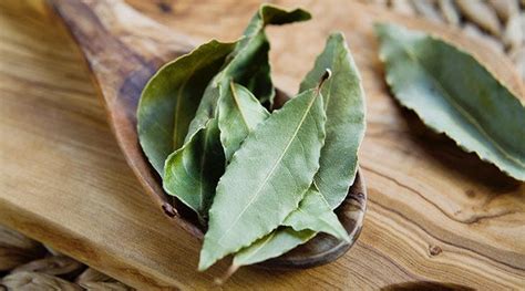 Por Qu Poner Hojas De Laurel En Tu Radiador El Truco Para Hacer