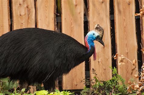 Cassowary Cassowaries Have A Reputation In Folklore For Be Flickr