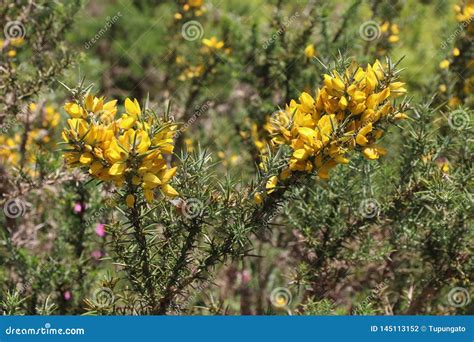 Gorse Plant Stock Photo Image Of Plant Algarve Flowers 145113152