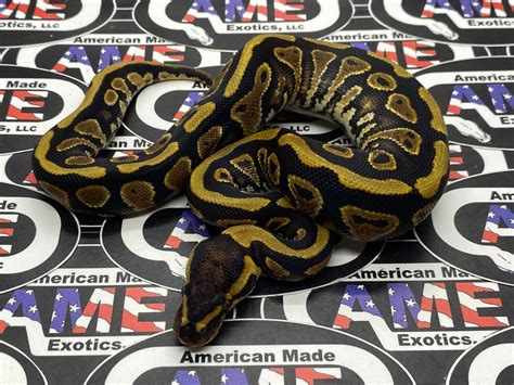 Yellowbelly Or Asphalt 100 Het Clown Ball Python By American Made Exotics Llc Morphmarket