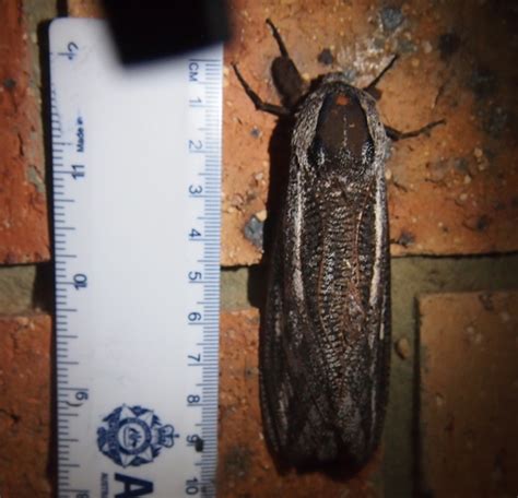 Mating Ghost Moths From Australia Whats That Bug