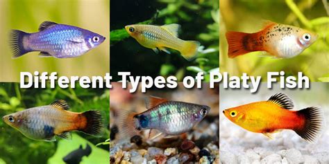 16 Different Types Of Platy Fish With Pictures Aquariumnexus