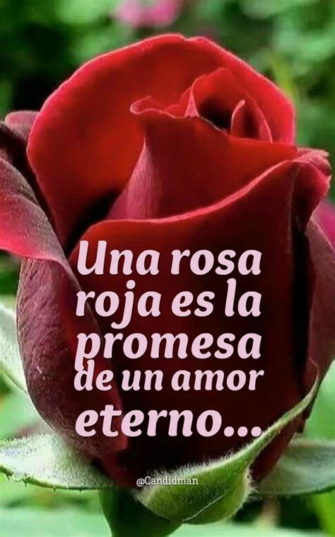 23 Frases De Rosas De Amor Frasesdemaorpara