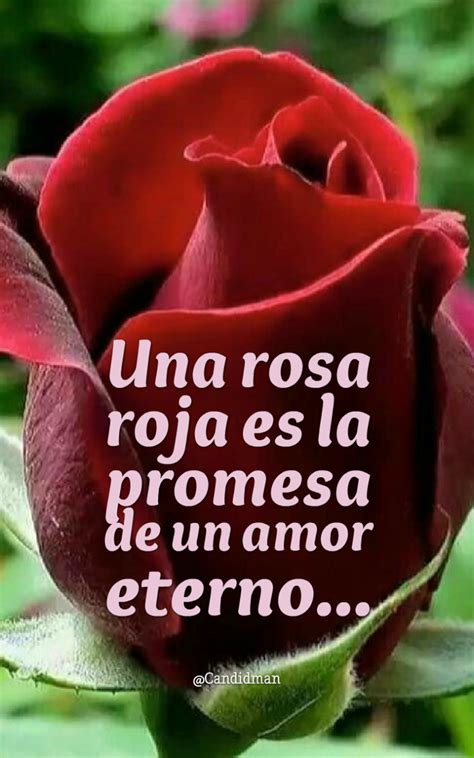 Top Imagen Imagenes De Rosas Hermosas Con Frases Lindas Abzlocal Mx