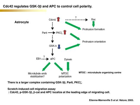 Ppt Multiple Wnt Signaling Pathways Converge To Orient Powerpoint