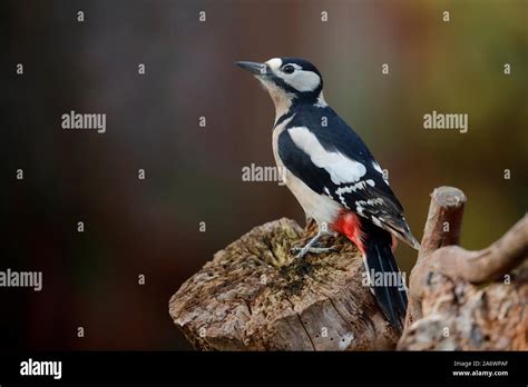 The Great Spotted Woodpecker Is A Medium Sized Woodpecker With Pied