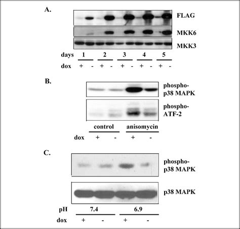 Effects Of Constitutively Active And Dominant Negative Mapk Kinase Mkk