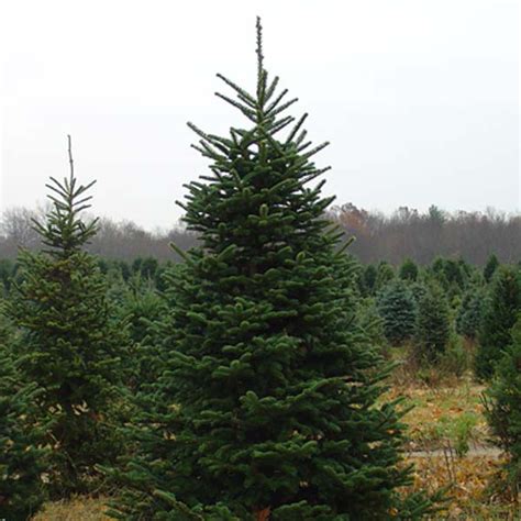 6 Foot Fir Tree | Christmas Farms