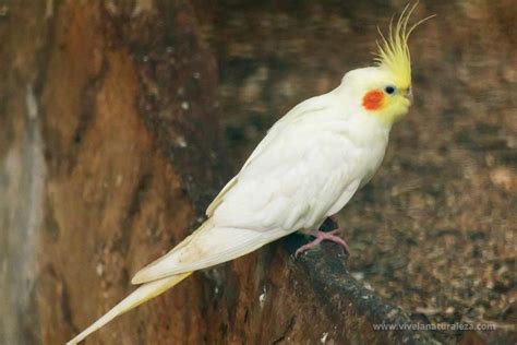 Cacatúa ninfa - Nymphicus hollandicus - Vive la Naturaleza