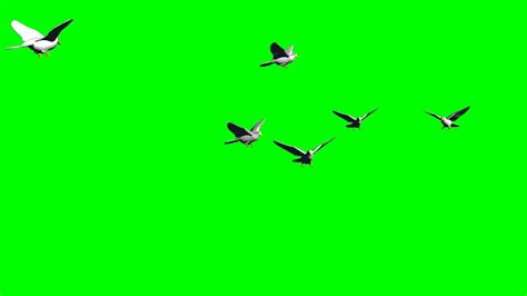 Flock Of Birds Greenscreen Effects Youtube