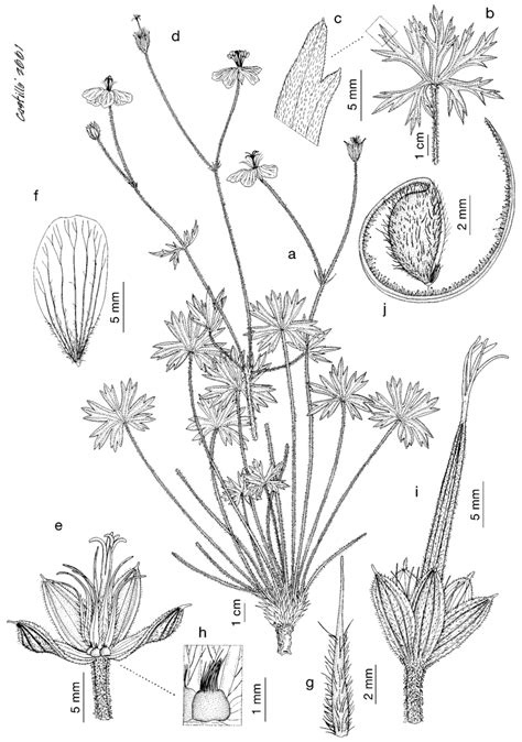 Geranium Californicum A Habit B Leaf C Detail Of Leaf Adaxial Download Scientific