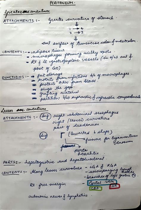 Solution Peritoneum Anatomy Studypool