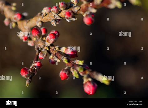 Nc State Flower Hi Res Stock Photography And Images Alamy