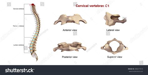 292 Cervical Vertebrae C1 Images, Stock Photos & Vectors | Shutterstock